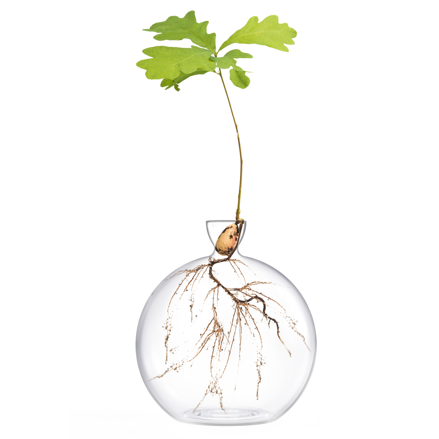 Hand-Blown Glass Vase for Acorns