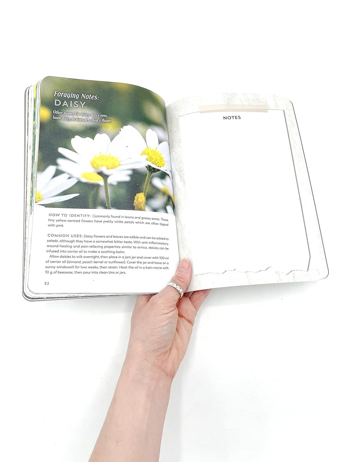 The Hedgerow Apothecary Forager's Handbook : A Seasonal Companion to Finding and Gathering Wild Plants by Christine Iverson