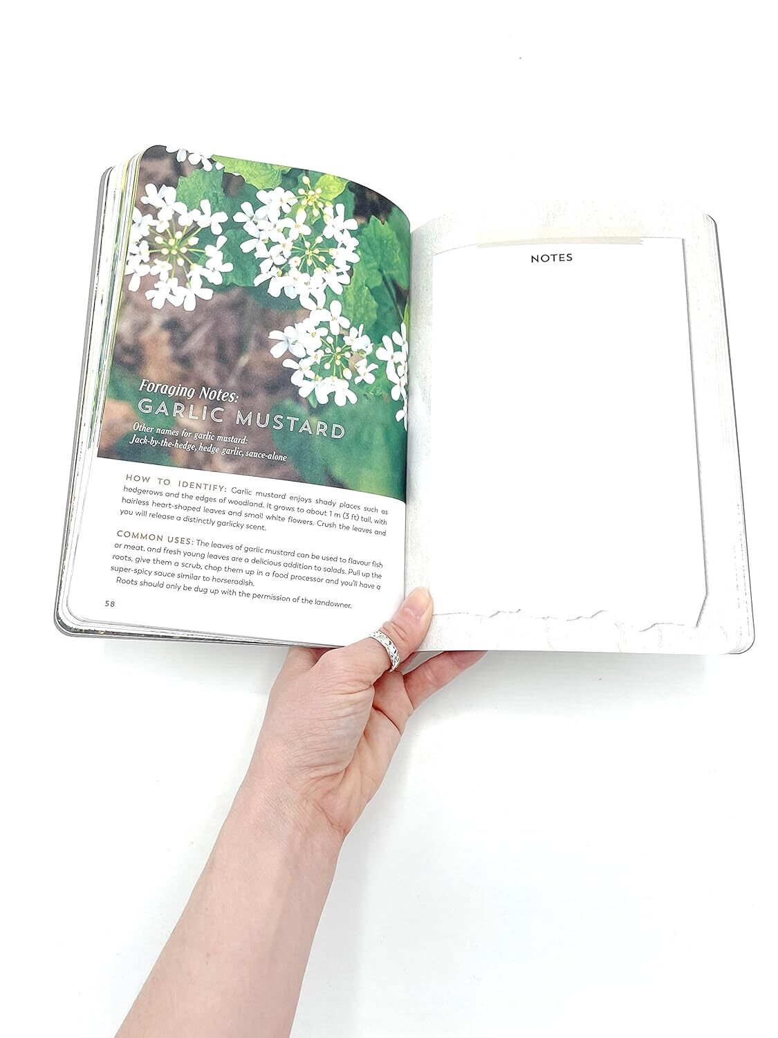 The Hedgerow Apothecary Forager's Handbook : A Seasonal Companion to Finding and Gathering Wild Plants by Christine Iverson