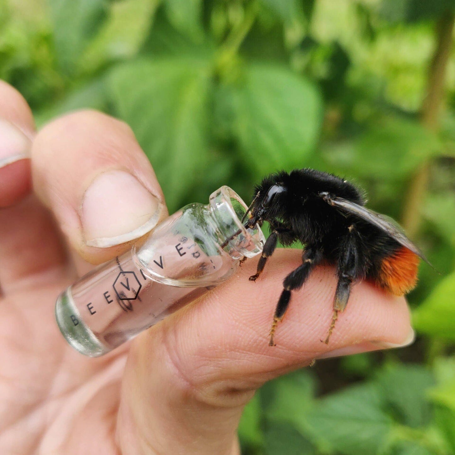 Bamboo Bee Revival & Seed Planting Kit
