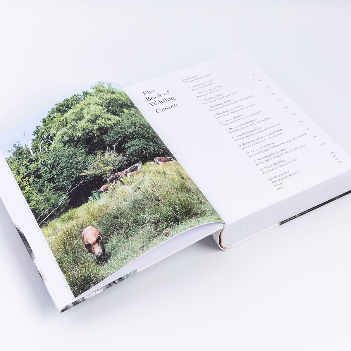 The Book of Wilding : A Practical Guide to Rewilding, Big and Small by Isabella Tree