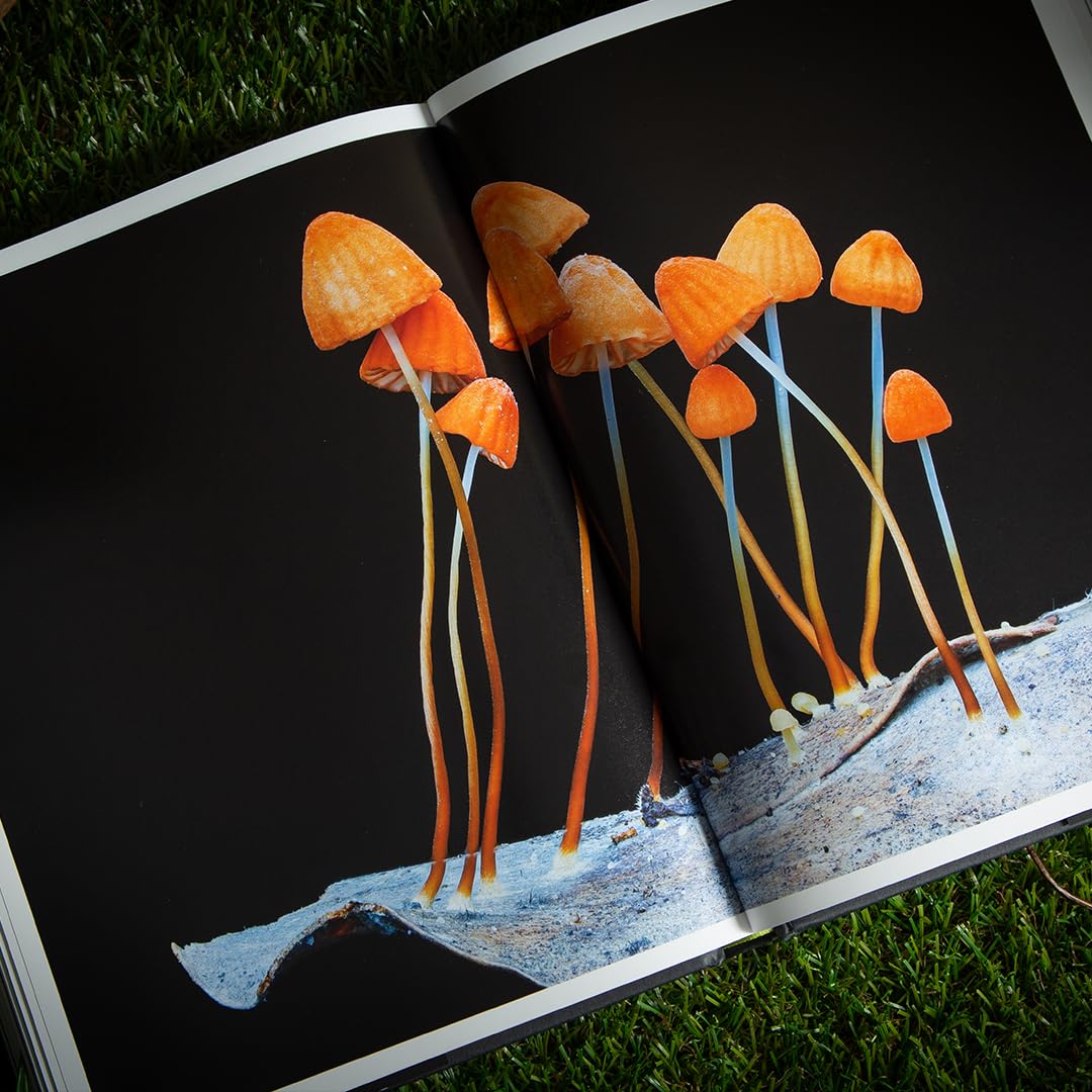 Entangled Life (The Illustrated Edition) by Merlin Sheldrake