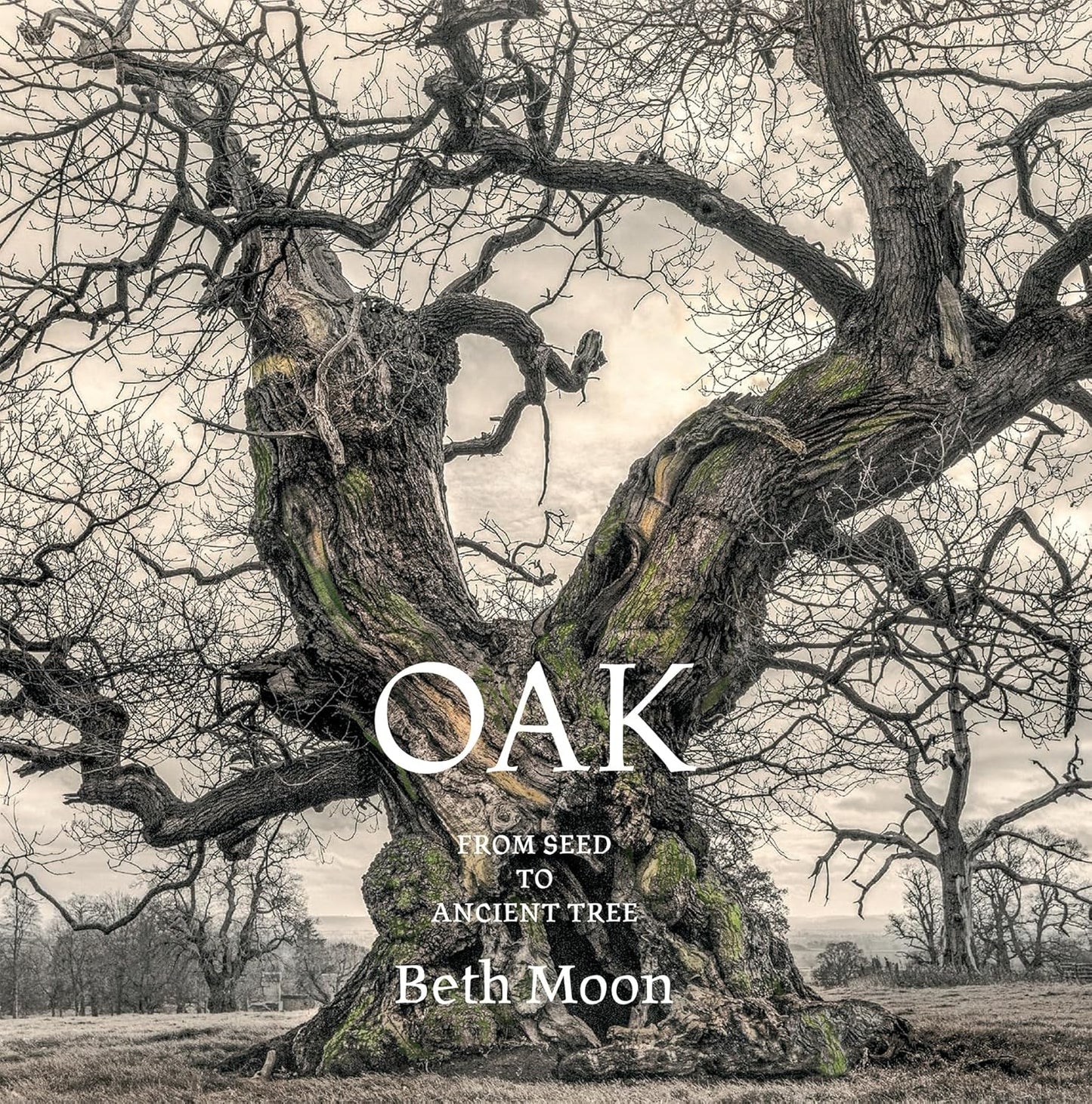 Oak: From Seed to Ancient Tree by Beth Moon