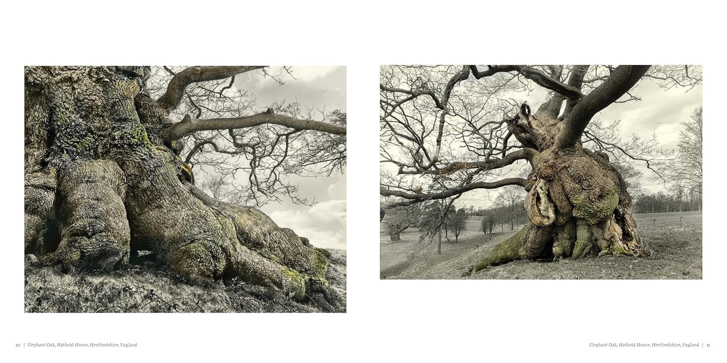 Oak: From Seed to Ancient Tree by Beth Moon