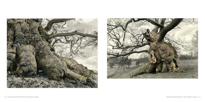 Oak: From Seed to Ancient Tree by Beth Moon