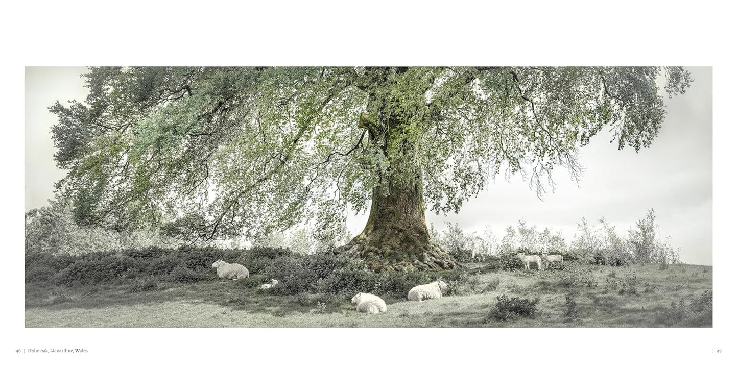 Oak: From Seed to Ancient Tree by Beth Moon