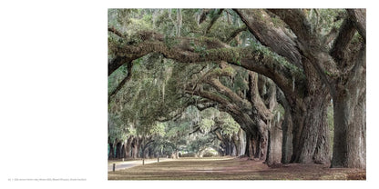Oak: From Seed to Ancient Tree by Beth Moon