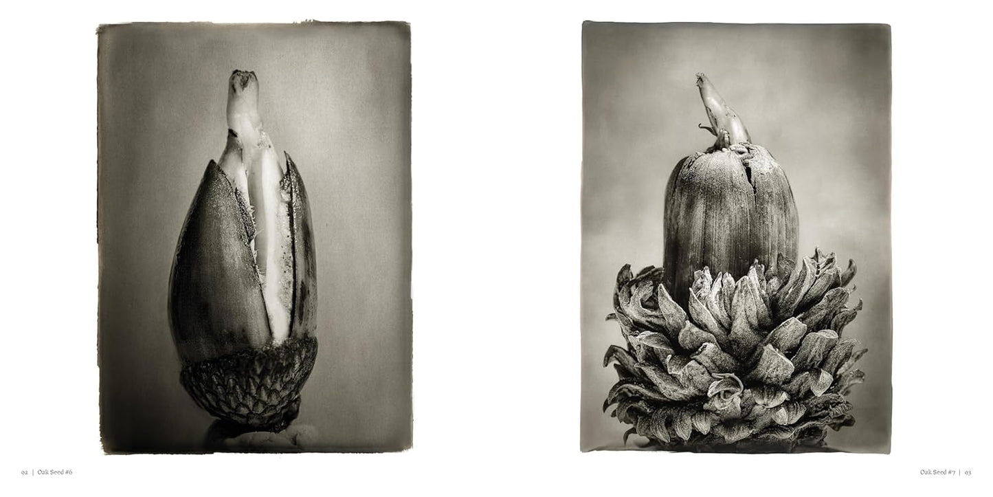 Oak: From Seed to Ancient Tree by Beth Moon