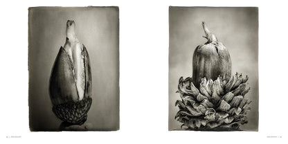 Oak: From Seed to Ancient Tree by Beth Moon