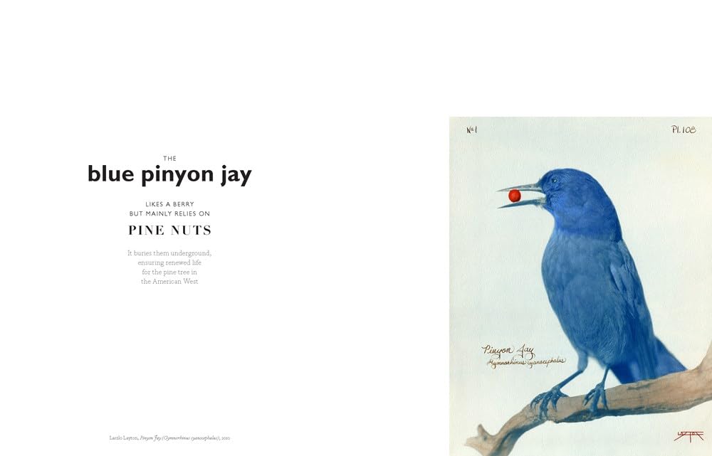 The Book of the Bird: Birds in Art by Angus Hyland & Kendra Wilson