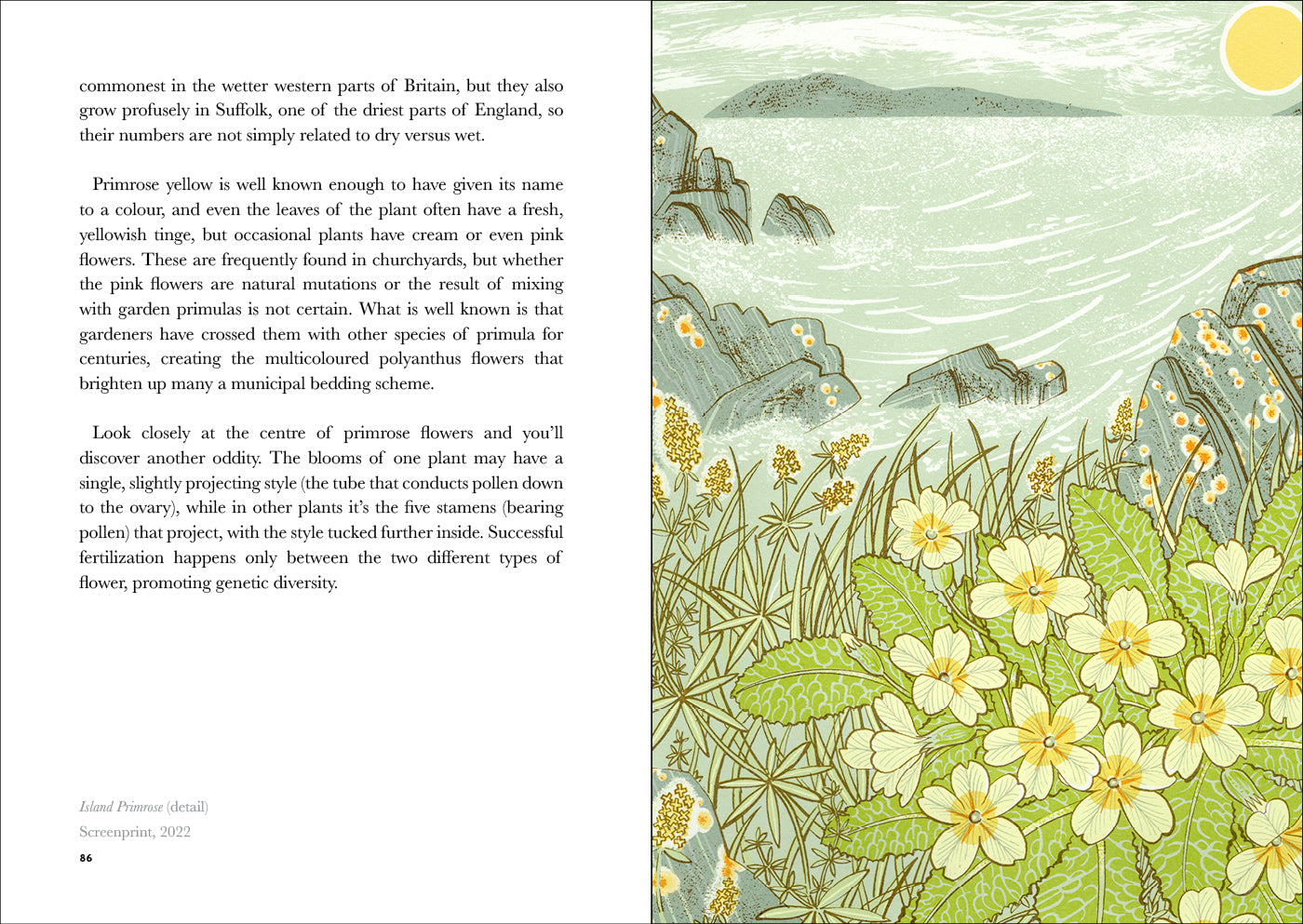 The Book of Wild Flowers: Reflections on Favourite Plants by Angie Lewin & Christopher Stocks