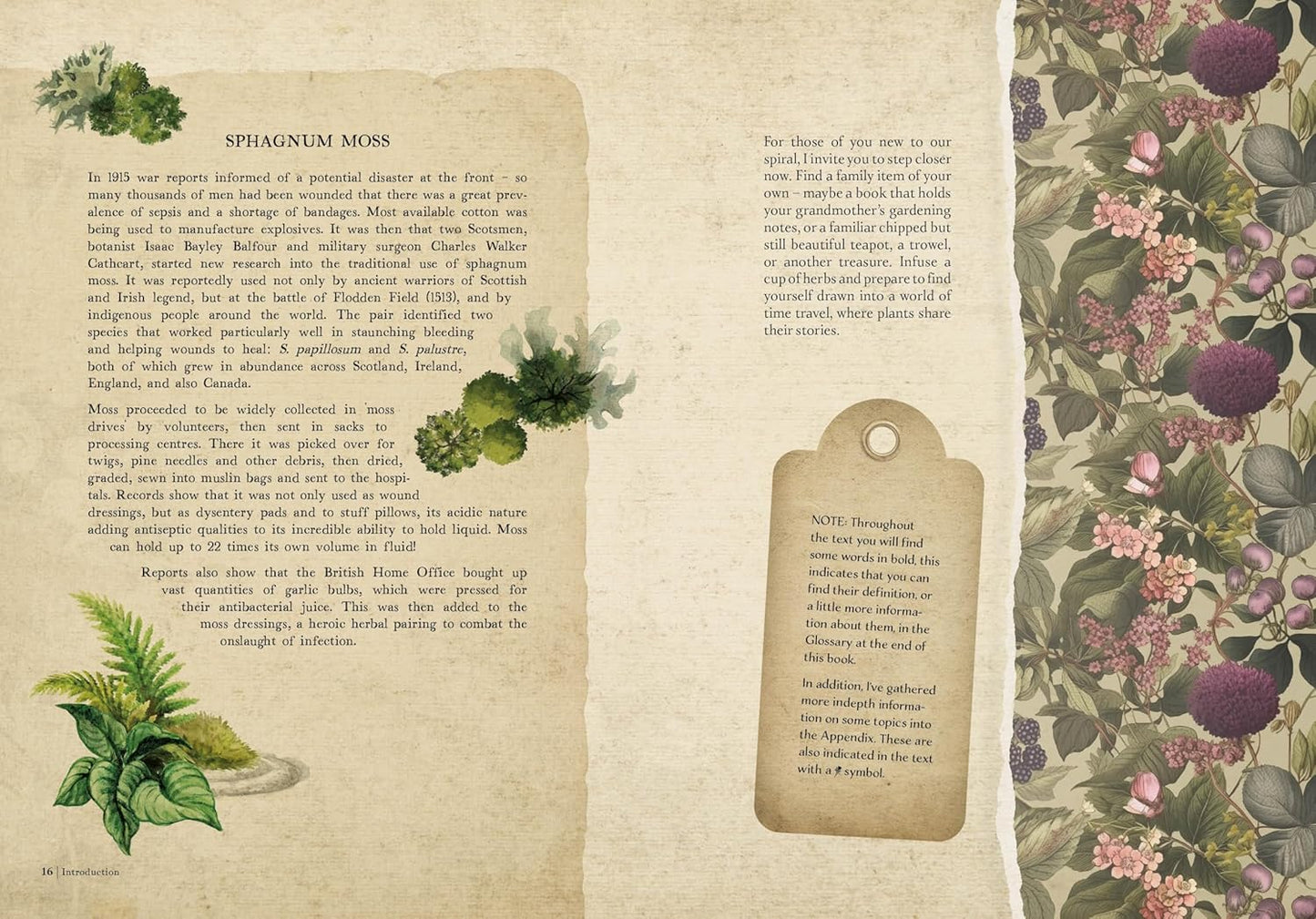 Collected Curiosities: More Stories and Recipes from the Historical Apothecary Cabinet by Amanda Edmiston