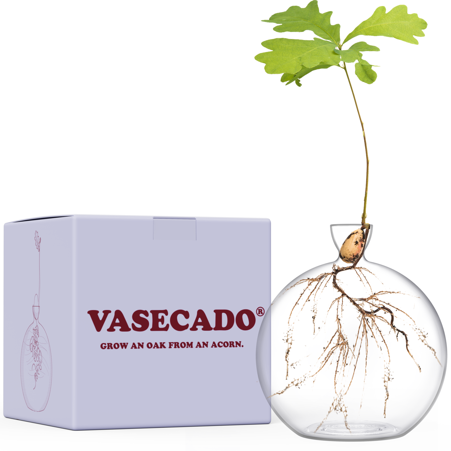 Vasecado® Hand-Blown Glass Vase for Acorns