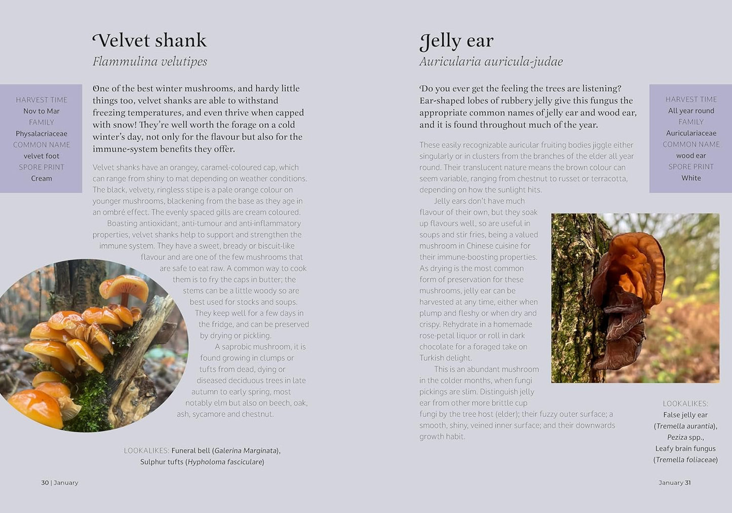 The Forager's Almanac: A year of sustainable foraging, wildcraft and recipes by Danielle Gallacher