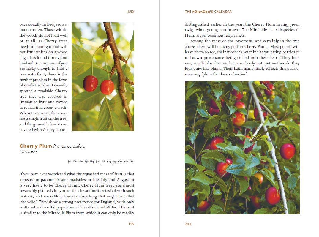 The Forager's Calendar : A Seasonal Guide to Nature’s Wild Harvests by John Wright