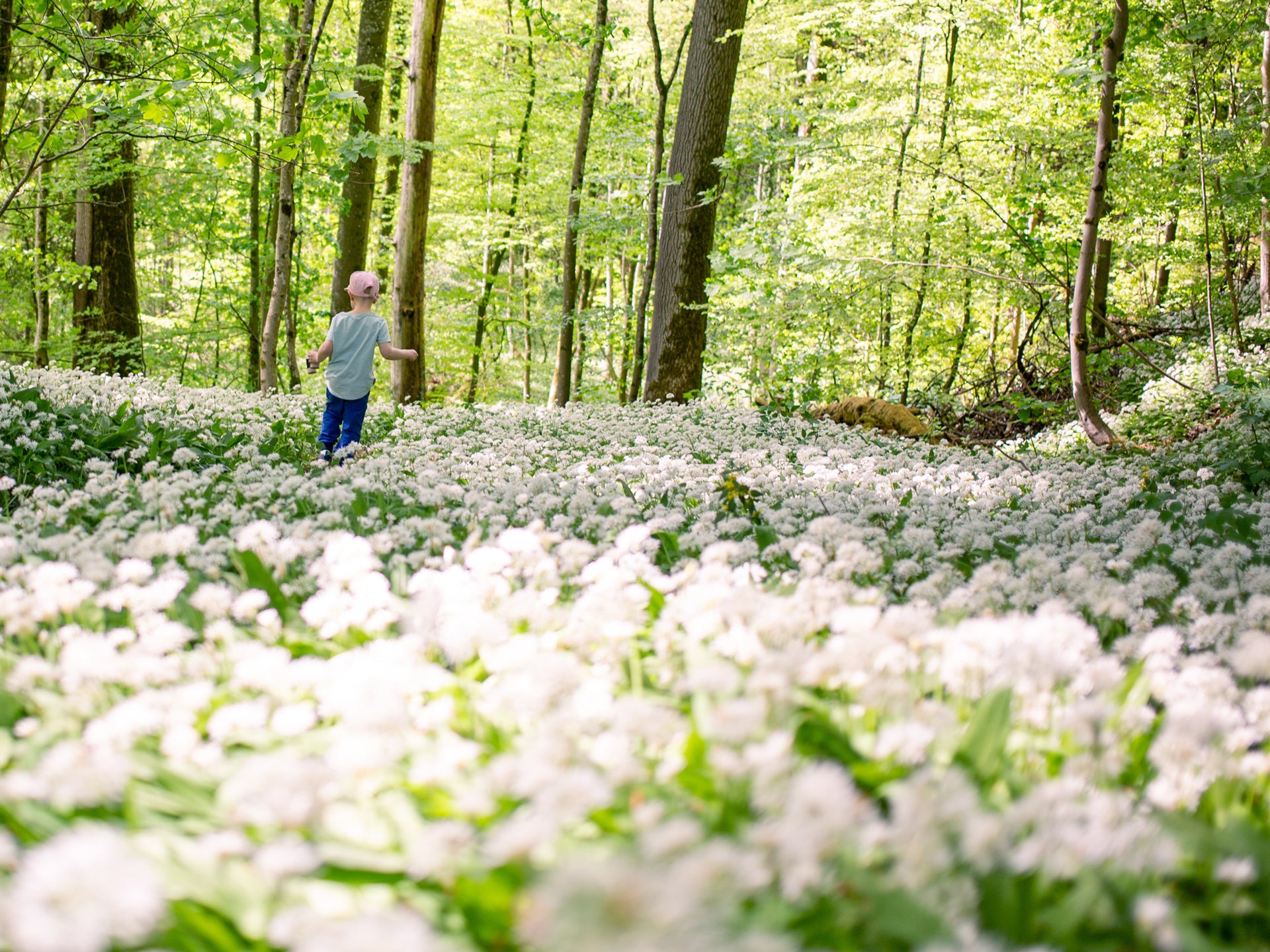 Child wandering through wild garlic woodlands