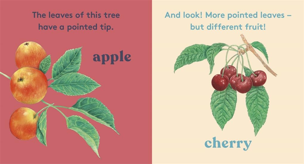 LOOK! A Tree by Anya Serota