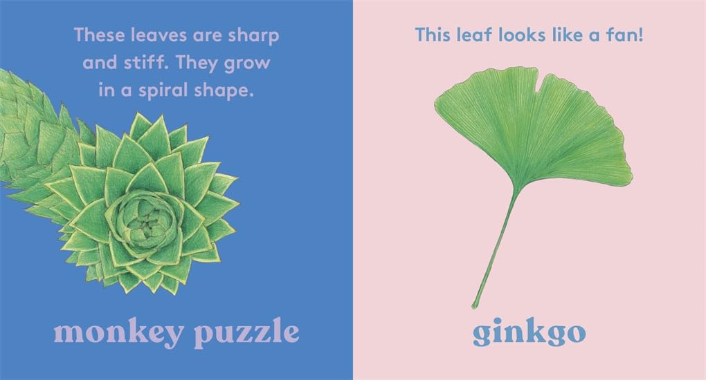 LOOK! A Tree by Anya Serota