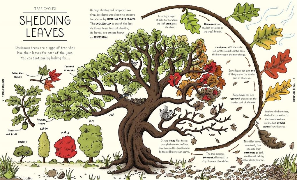 Nature Explained: A Family Guide to 20 Nature Cycles by Helen Brown