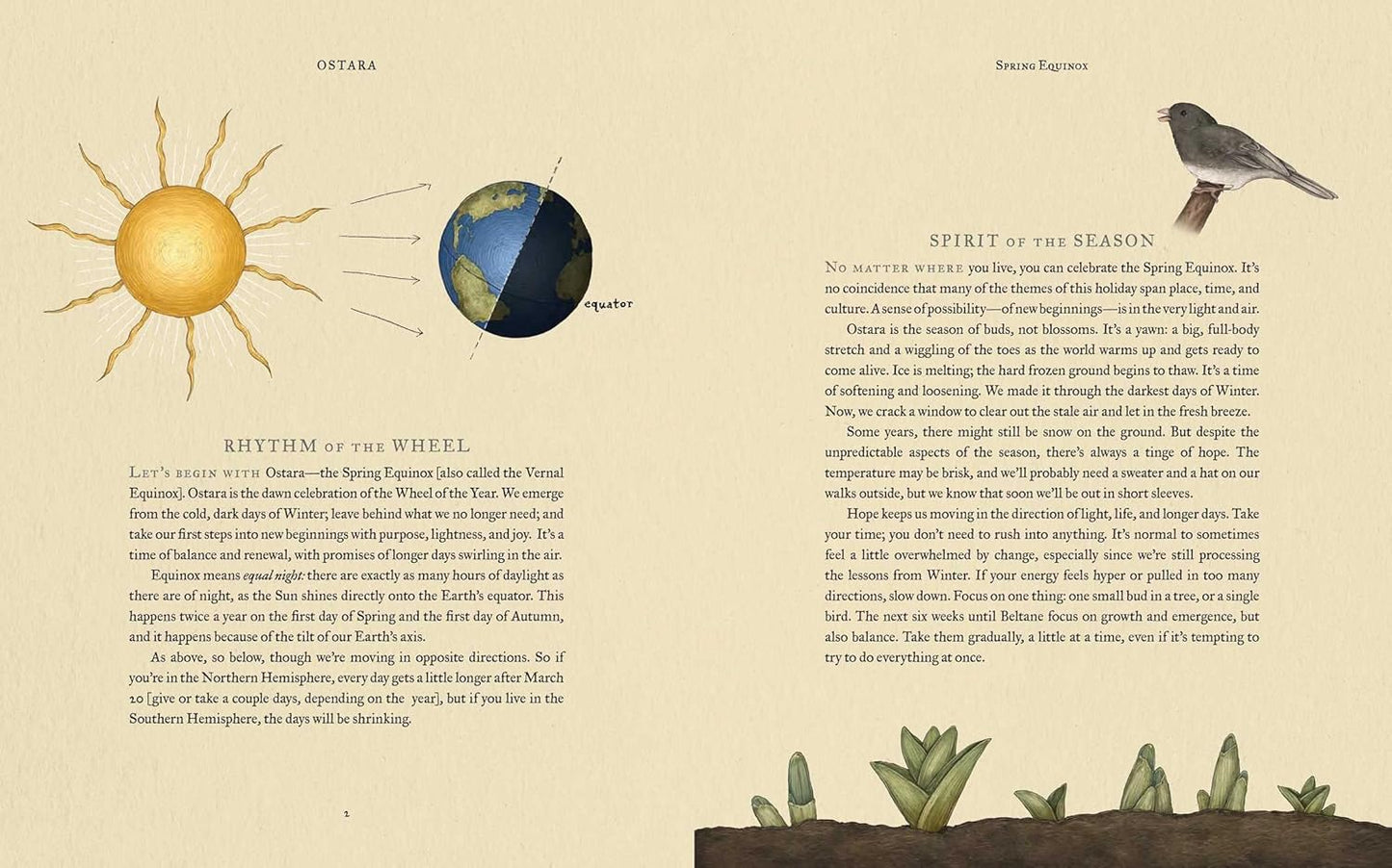 The Wheel of the Year : An Illustrated Guide to Nature's Rhythms by Fiona Cook